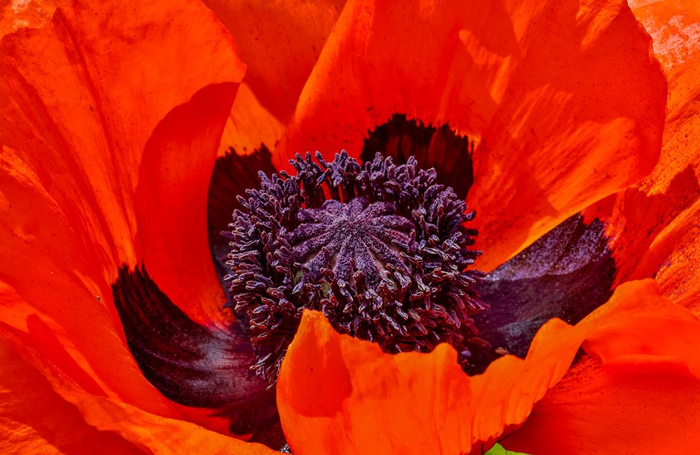 USA, Oregon. Garden in full bloom with close-up of poppy art print by Darrell Gulin for $57.95 CAD