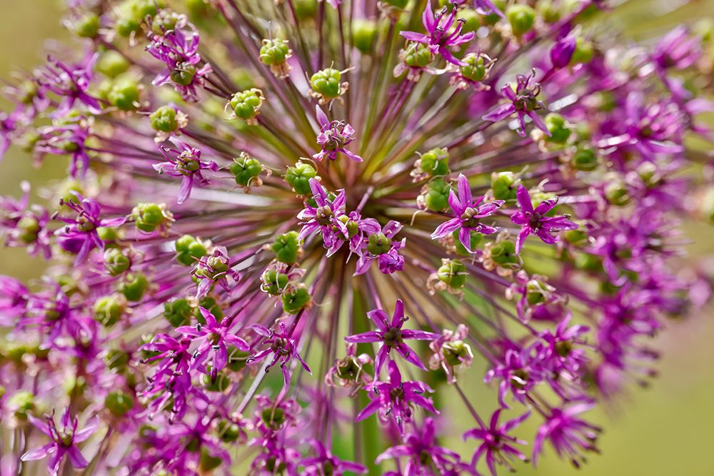 USA, Oregon. Garden in full bloom with close-up of Allium art print by Darrell Gulin for $57.95 CAD