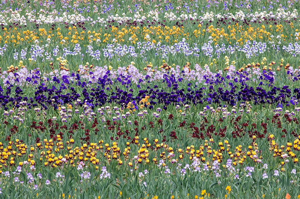 USA, Oregon. Rows of bearded iris in field art print by Darrell Gulin for $57.95 CAD