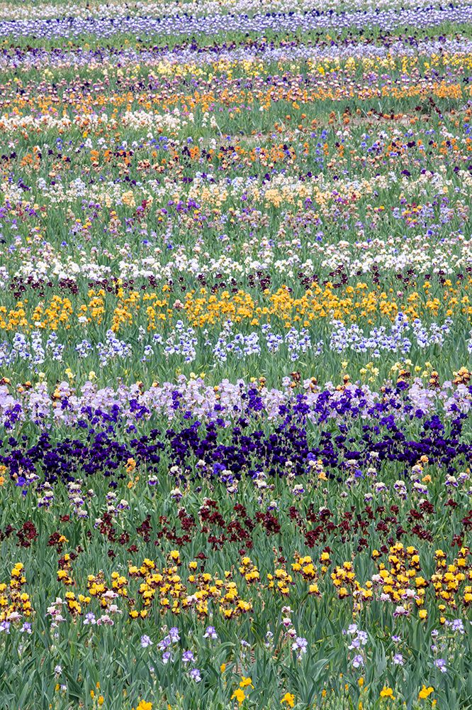 USA, Oregon. Rows of bearded iris in field art print by Darrell Gulin for $57.95 CAD