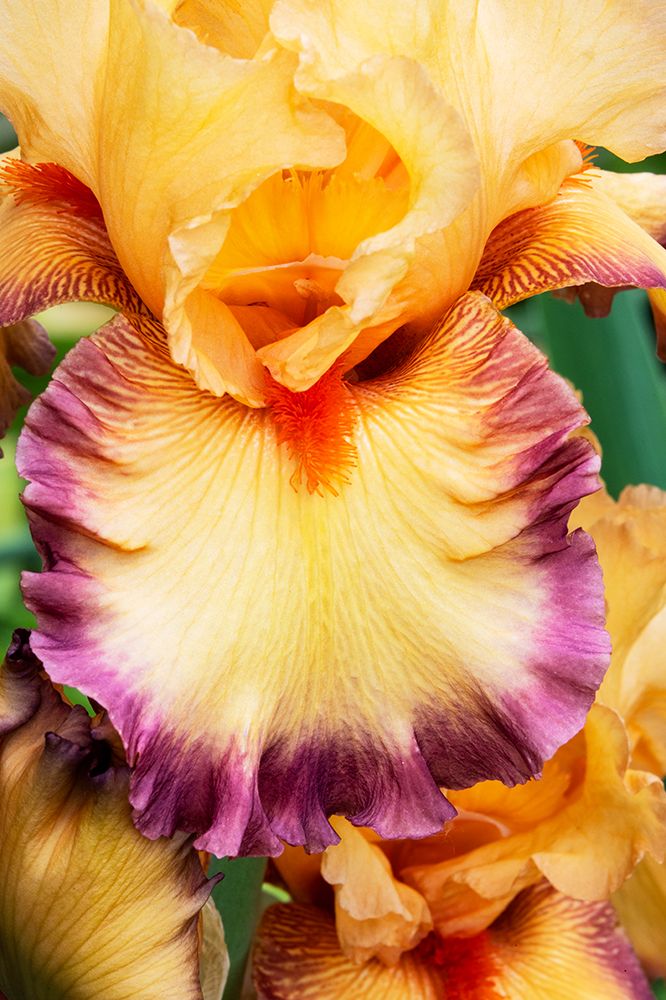 USA, Oregon. Garden in full bloom with close-up of bearded iris art print by Darrell Gulin for $57.95 CAD