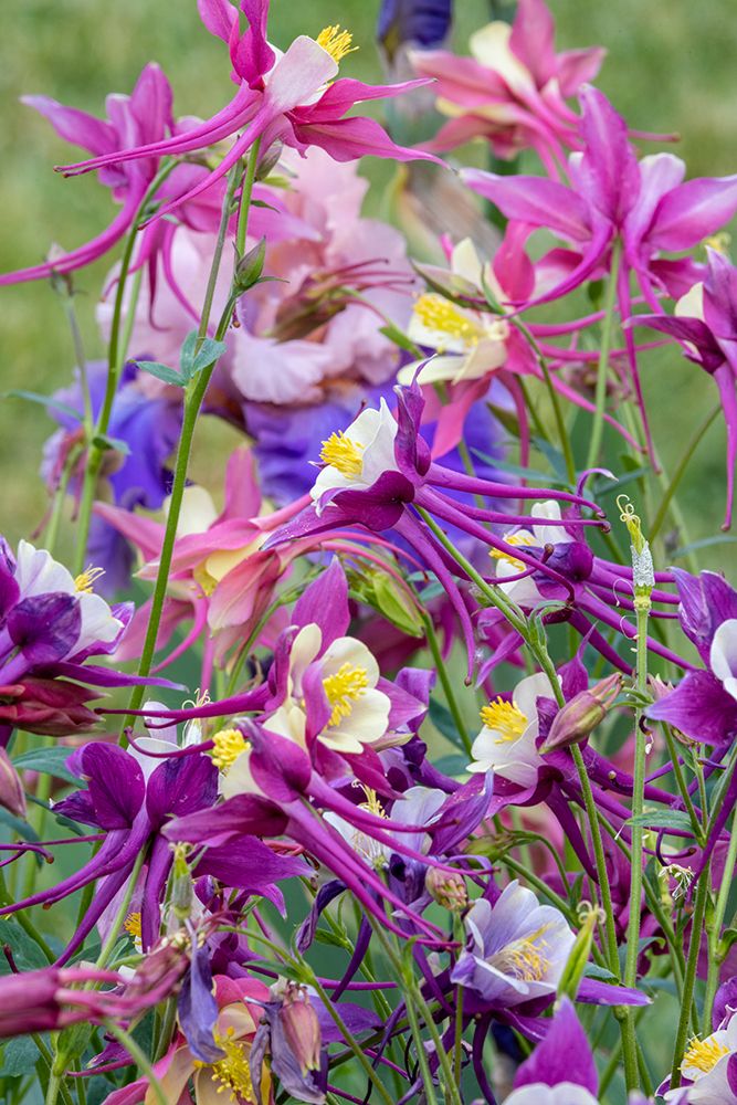 USA, Oregon. Garden in full bloom with colorful columbine art print by Darrell Gulin for $57.95 CAD