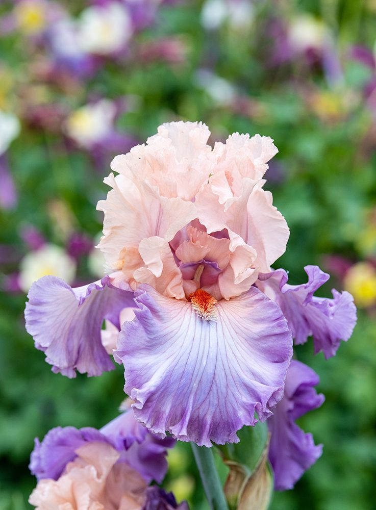 USA, Oregon. Garden in full bloom with close-up of bearded iris art print by Darrell Gulin for $57.95 CAD