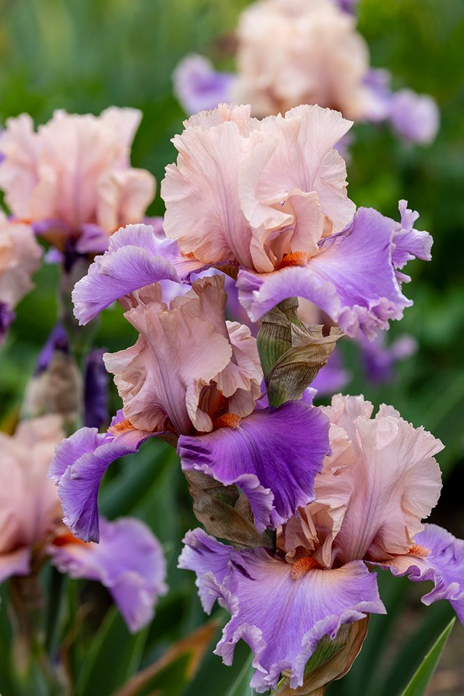 USA, Oregon. Garden in full bloom with close-up of bearded iris art print by Darrell Gulin for $57.95 CAD
