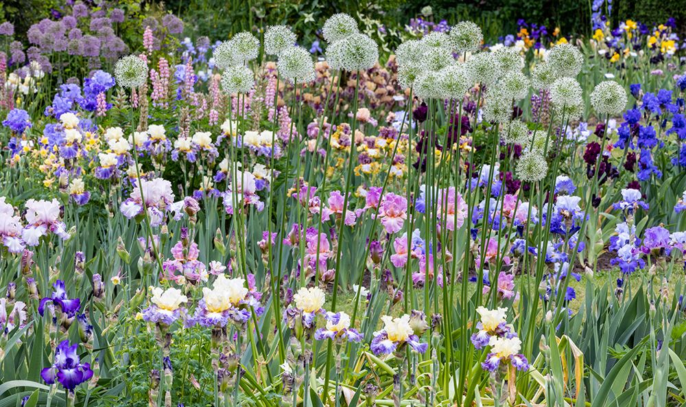 USA, Oregon. Garden in full bloom with bearded iris and Russell lupine and Allium art print by Darrell Gulin for $57.95 CAD