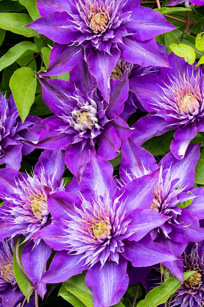 USA, Oregon. Garden in full bloom with close-up image of blue purple clematis art print by Darrell Gulin for $57.95 CAD