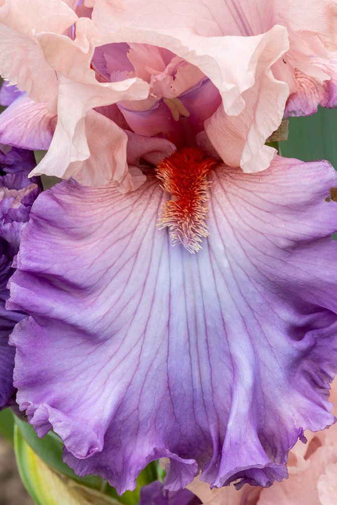 USA, Oregon. Garden in full bloom with close-up of bearded iris art print by Darrell Gulin for $57.95 CAD