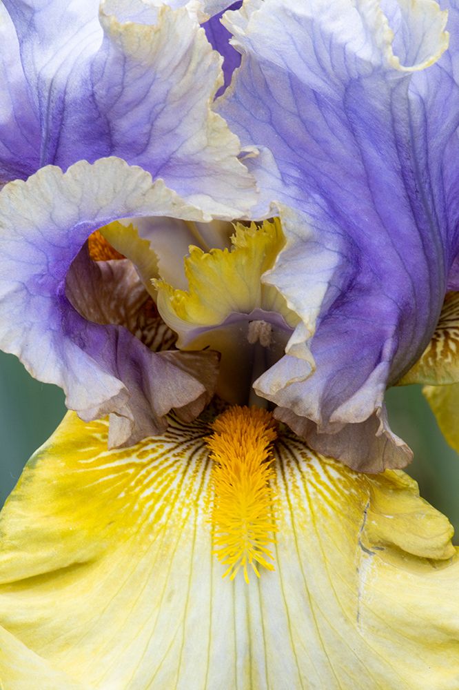 USA, Oregon. Garden in full bloom with close-up of bearded iris art print by Darrell Gulin for $57.95 CAD
