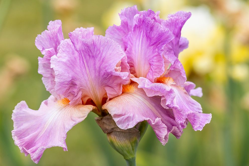 USA, Oregon. Garden in full bloom with close-up of bearded iris art print by Darrell Gulin for $57.95 CAD
