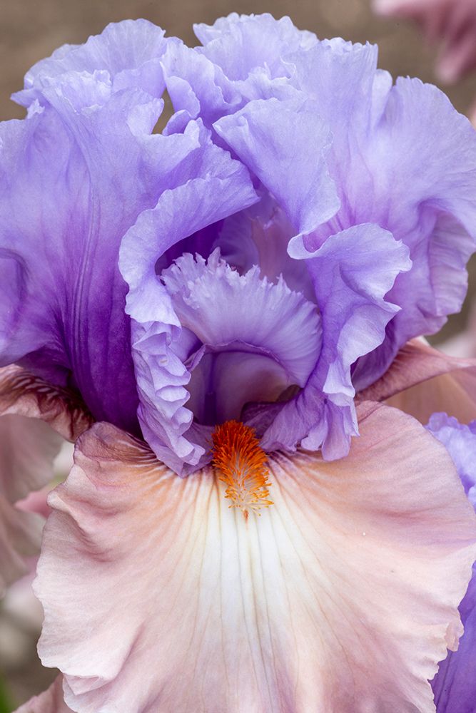 USA, Oregon. Garden in full bloom with close-up of bearded iris art print by Darrell Gulin for $57.95 CAD
