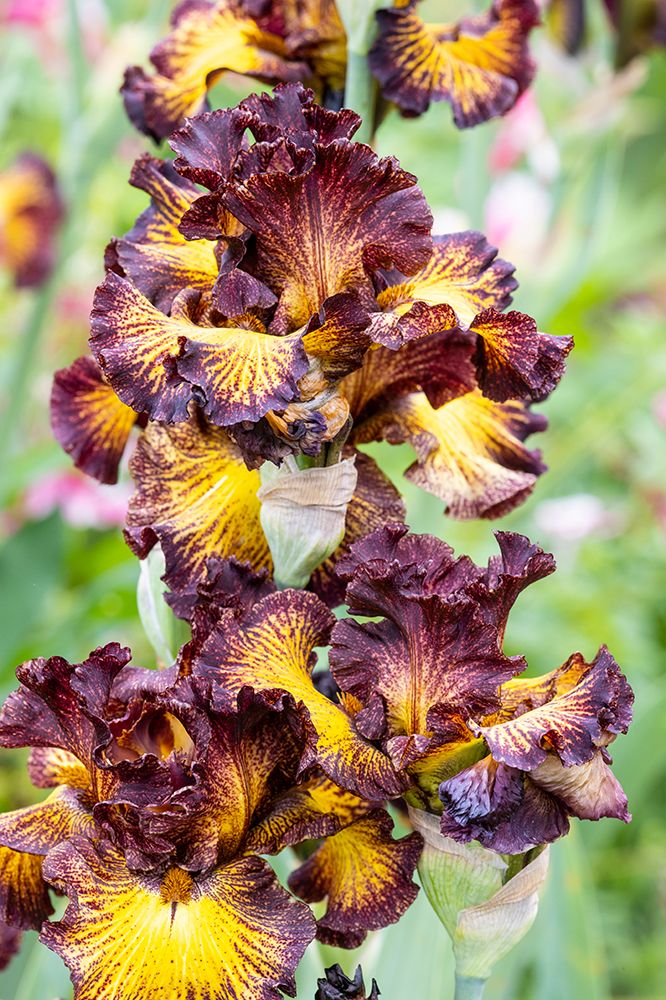 USA, Oregon. Garden in full bloom with close-up of bearded iris art print by Darrell Gulin for $57.95 CAD