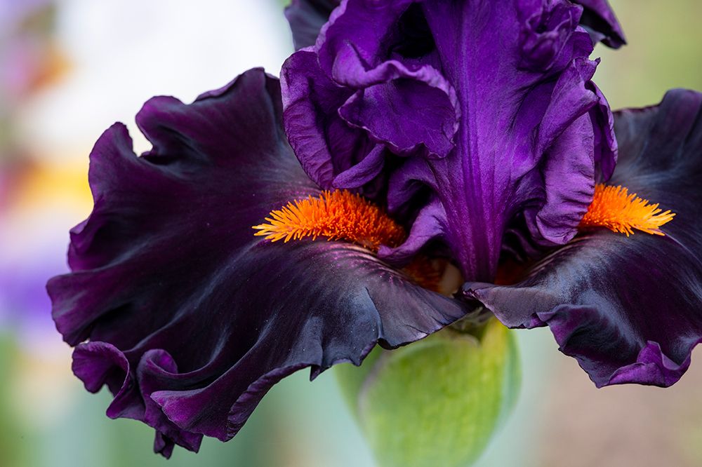 USA, Oregon. Garden in full bloom with close-up of bearded iris art print by Darrell Gulin for $57.95 CAD
