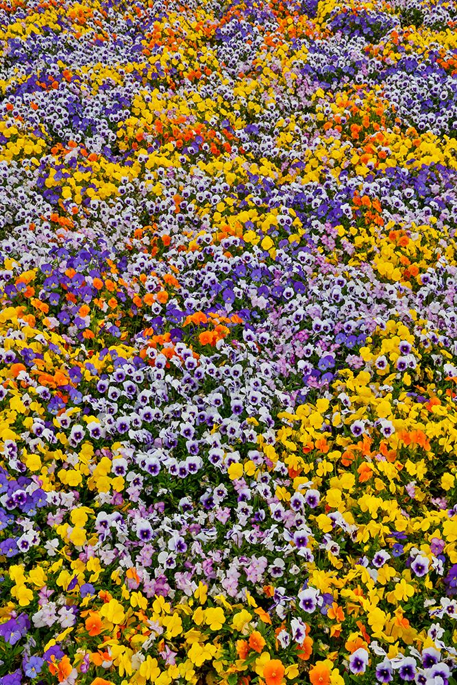 USA, Oregon. Flower display in mass of colorful Violas art print by Darrell Gulin for $57.95 CAD