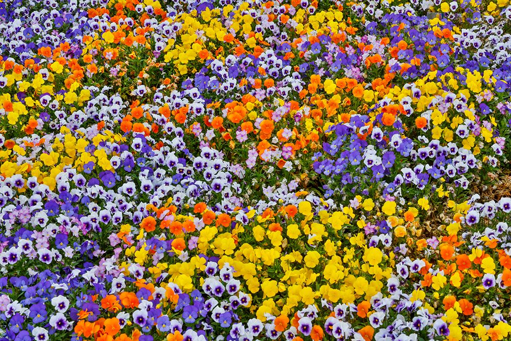 USA, Oregon. Flower display in mass of colorful Violas art print by Darrell Gulin for $57.95 CAD