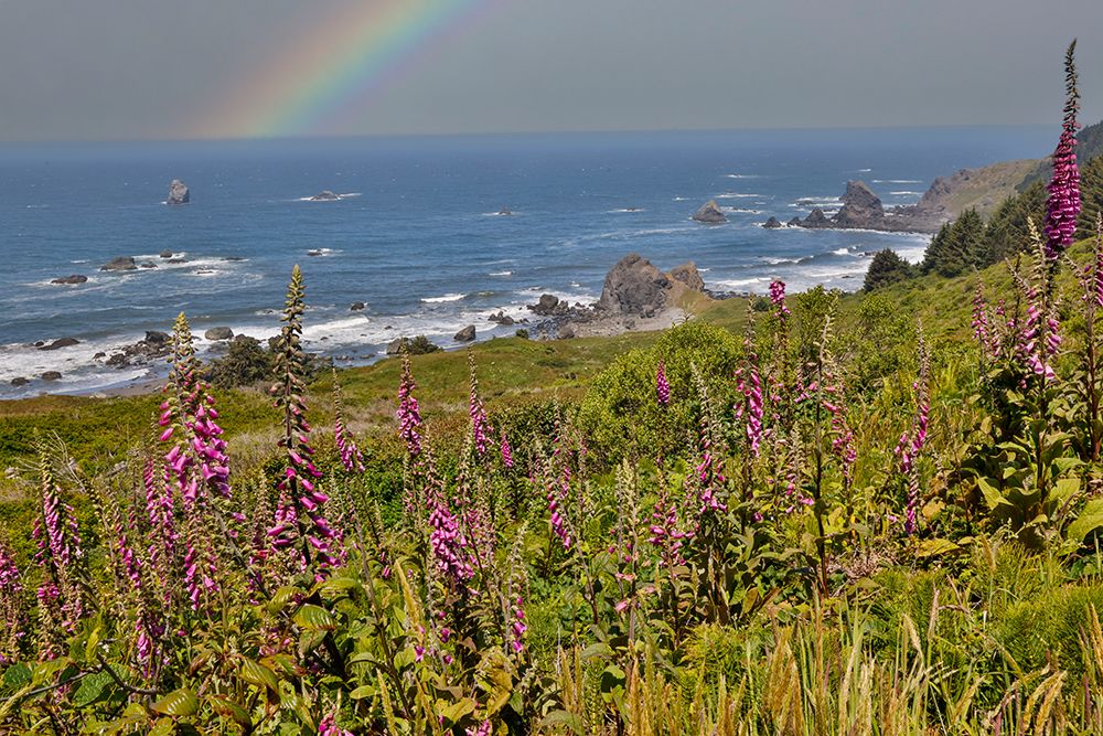 USA, Oregon. Pacific coastline Boardman State Scenic Corridor rainbow landscape with Foxglove. art print by Darrell Gulin for $57.95 CAD