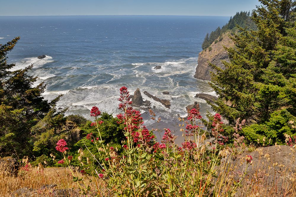 Oregon. Pacific coastline Boardman State Scenic Corridor landscape with wildflowers in foreground art print by Darrell Gulin for $57.95 CAD