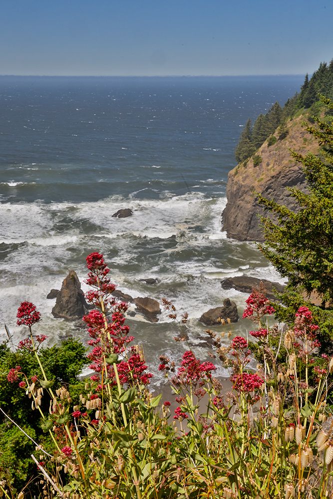 Oregon. Pacific coastline Boardman State Scenic Corridor landscape with wildflowers in foreground art print by Darrell Gulin for $57.95 CAD