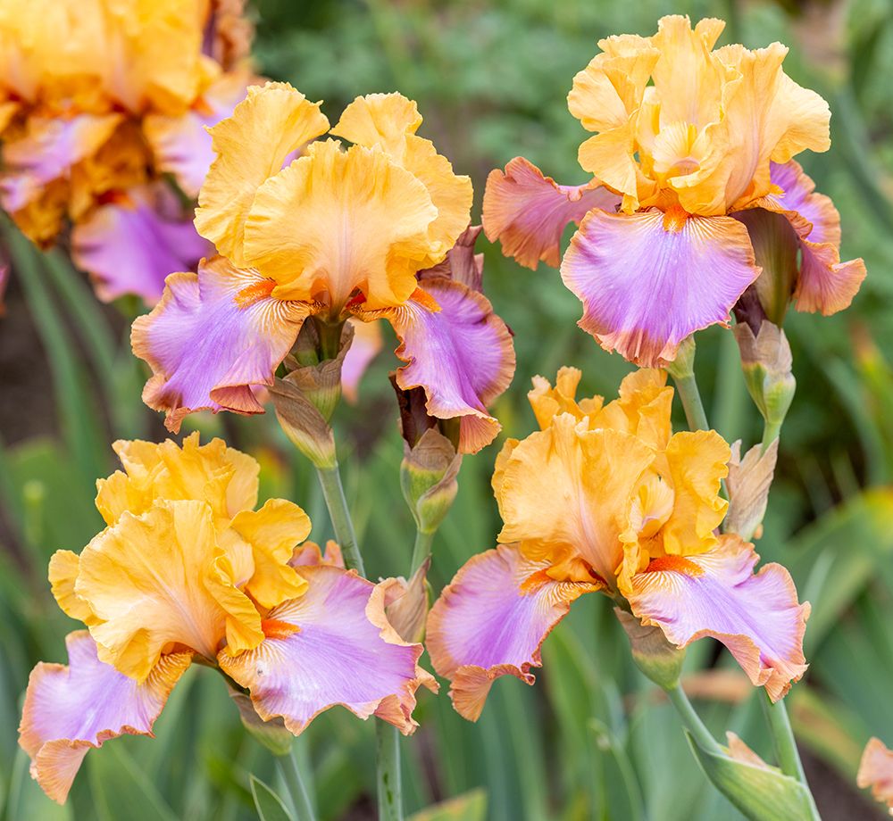 USA, Oregon. Garden in full bloom with close-up of bearded iris art print by Darrell Gulin for $57.95 CAD