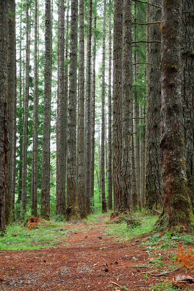 USA, Oregon, Springfield, Forest path, Fall Creek Lake. art print by Emily M. Wilson for $57.95 CAD