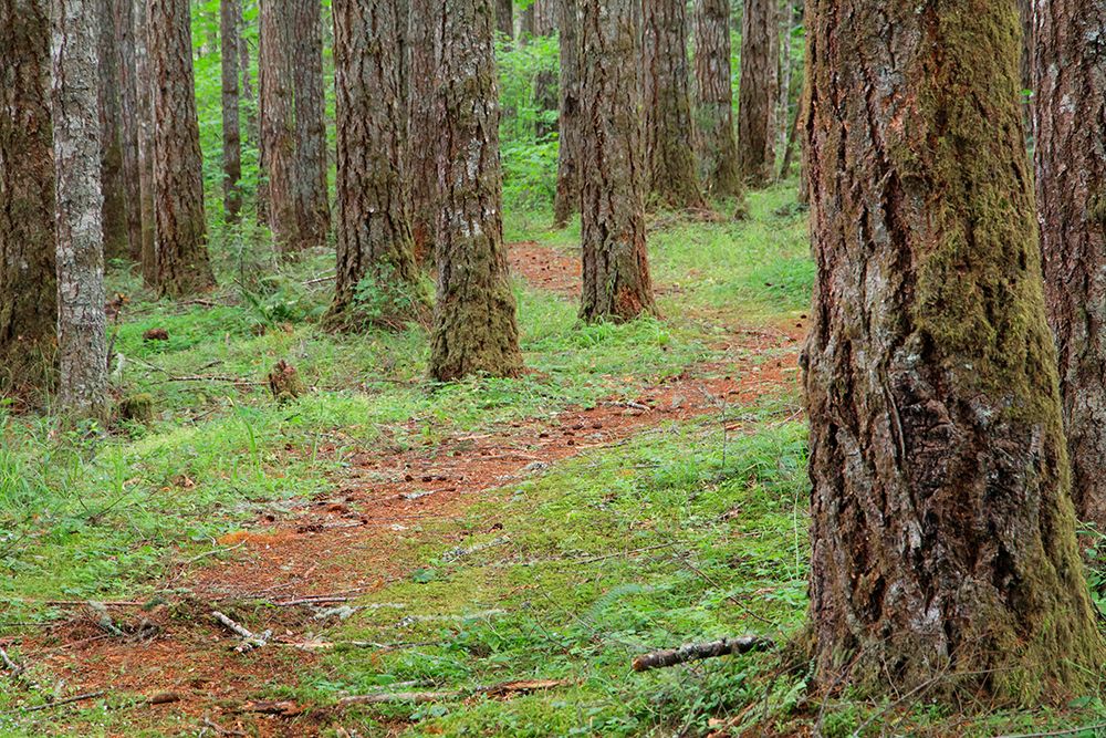 USA, Oregon, Springfield, Forest path, Fall Creek Lake. art print by Emily M. Wilson for $57.95 CAD
