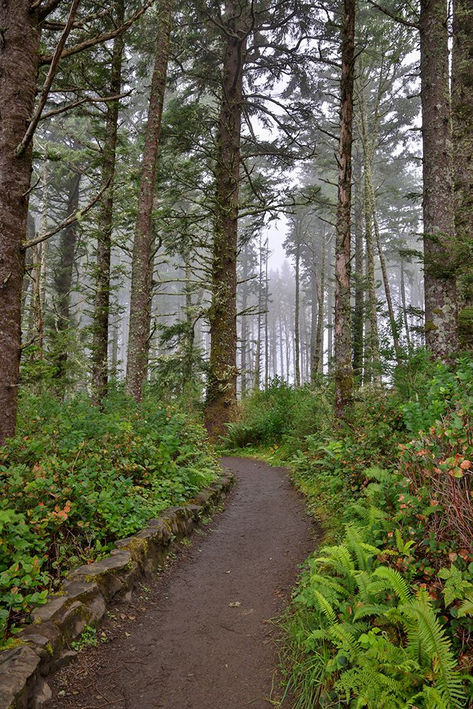 Usa-Oregon-Yachats Cape Perpetua art print by Hollice Looney for $57.95 CAD