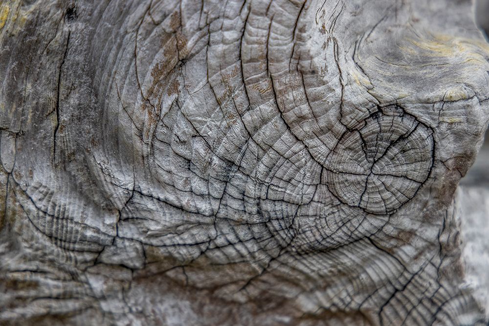 Usa-Oregon-Bandon Bandon Beach-Closeup of Wood on the Beach art print by Hollice Looney for $57.95 CAD