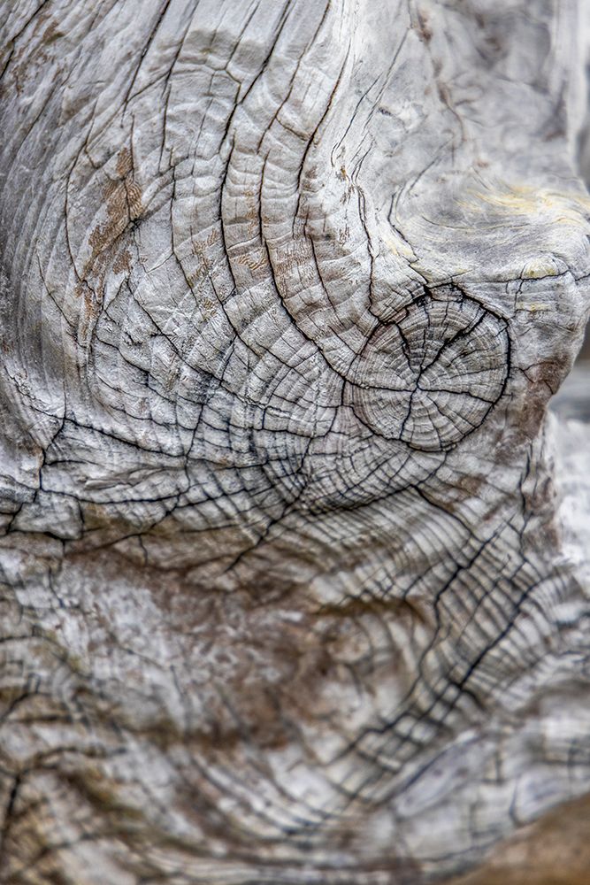 Usa-Oregon-Bandon Bandon Beach-Closeup of Wood on the Beach art print by Hollice Looney for $57.95 CAD