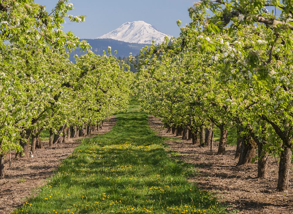 USA-Oregon. Mt. Adams as seen from a fruit orchard in bloom. art print by Julie Eggers for $57.95 CAD