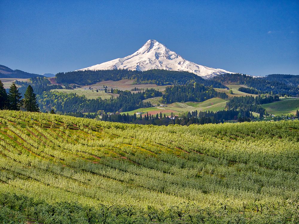 USA-Oregon. Mt. Hood in the distance with fruit orchards in the foreground. art print by Julie Eggers for $57.95 CAD