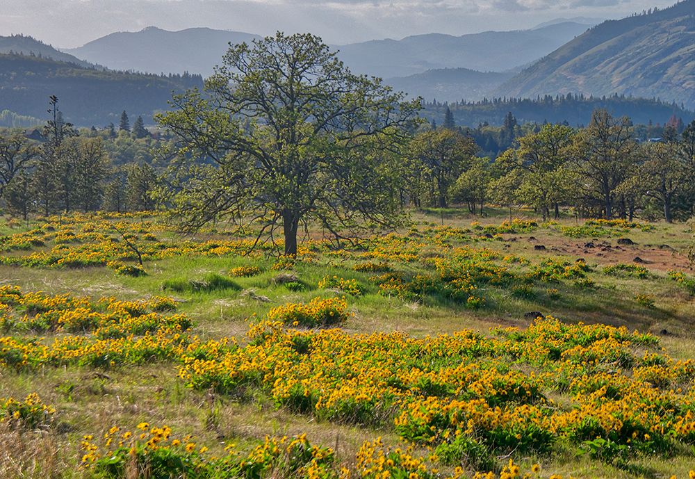 USA-Oregon. Lone tree in a field of Arrowleaf Balsamroot with mountains in the distance. art print by Julie Eggers for $57.95 CAD