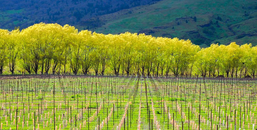 New orchard planted with new trees and a backdrop of trees art print by Julie Eggers for $57.95 CAD