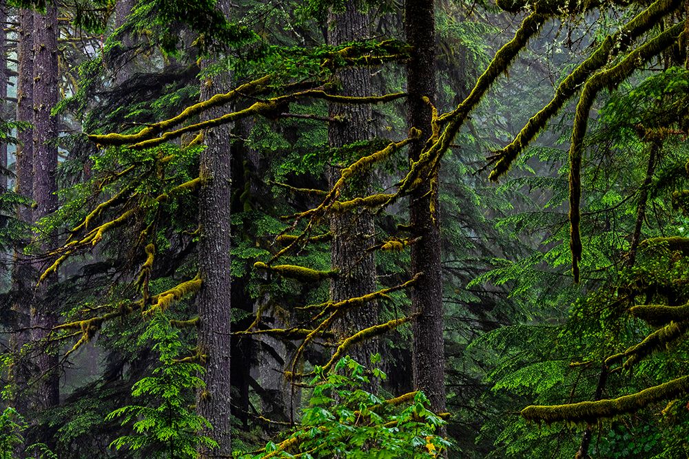 USA-Oregon-Silver Falls State Park art print by Joe III Restuccia for $57.95 CAD