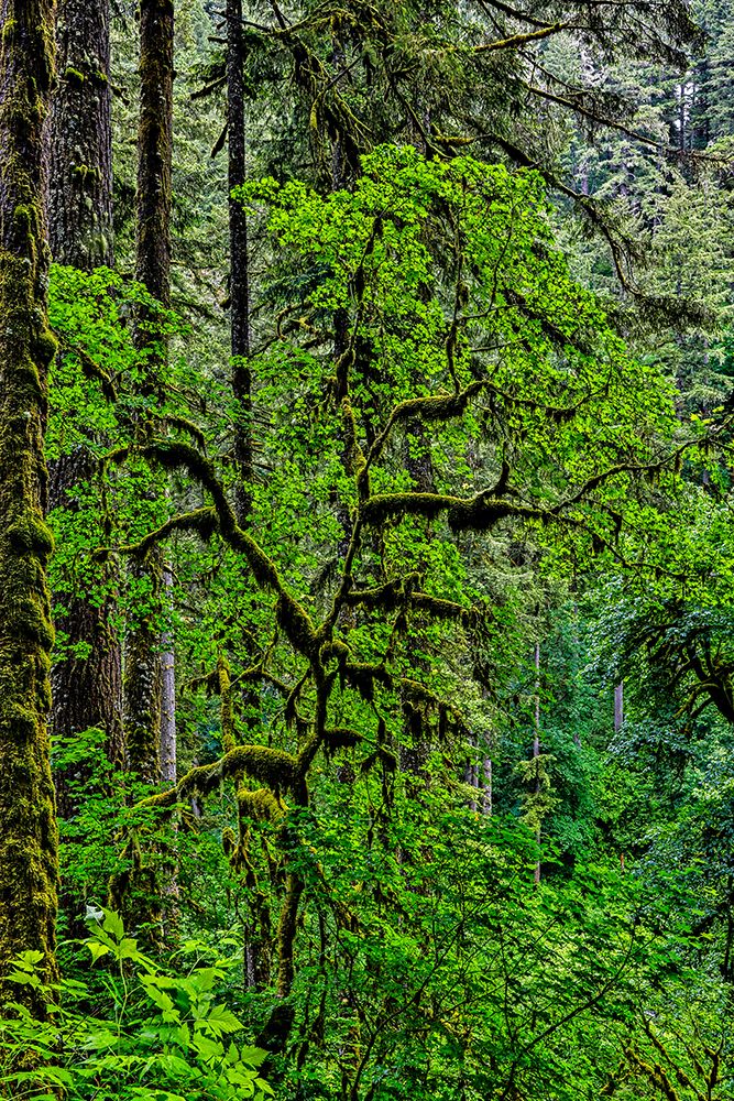 USA-Oregon-Silver Falls State Park art print by Joe III Restuccia for $57.95 CAD