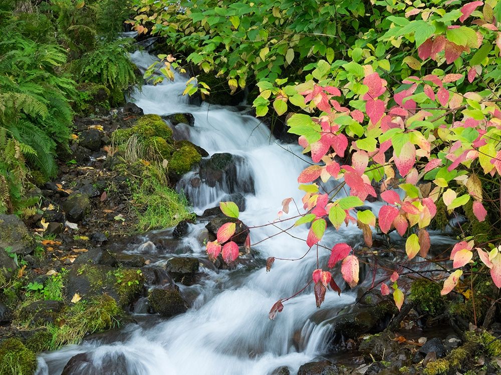 OR-Columbia River Gorge National Scenic Area-Wahkeena Creek art print by Jamie and Judy Wild for $57.95 CAD