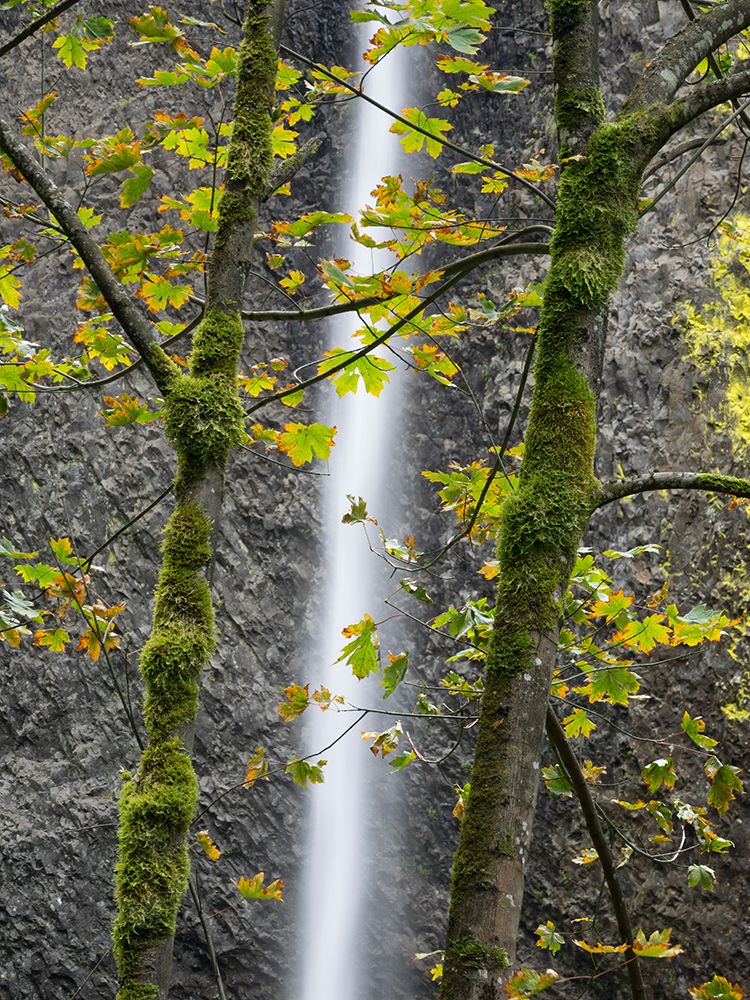 Oregon-Columbia River Gorge National Scenic Area-Latourell Falls and Big Leaf Maple trees art print by Jamie and Judy Wild for $57.95 CAD