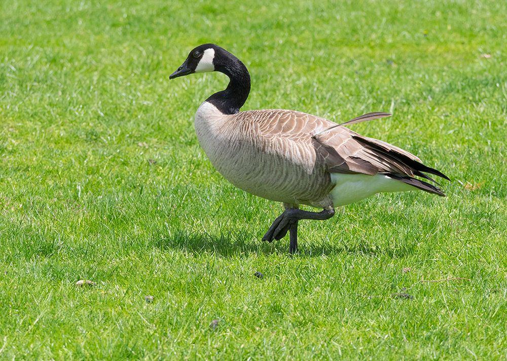 Oregon, USA. Columbia River Gorge National Scenic Area, Canada goose, walking in grass. art print by Jamie and Judy Wild for $57.95 CAD
