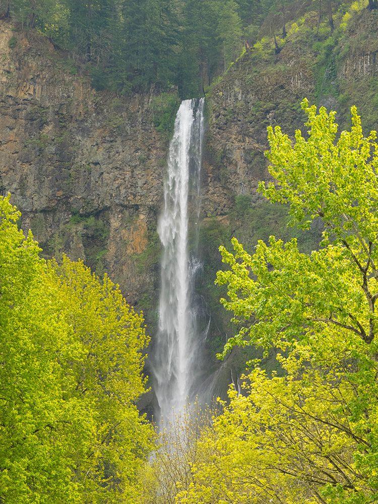 Oregon, USA. Columbia River Gorge National Scenic Area, Multnomah Falls and spring leaves on trees. art print by Jamie and Judy Wild for $57.95 CAD