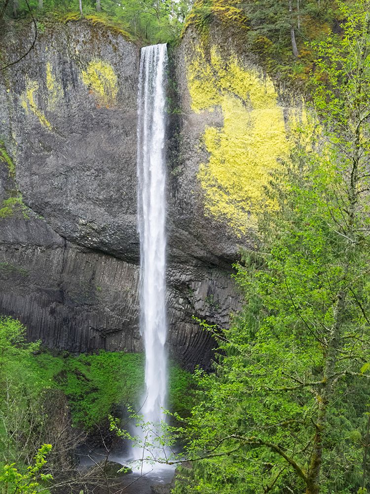 Oregon, USA. Columbia River Gorge National Scenic Area, Latourell Falls. art print by Jamie and Judy Wild for $57.95 CAD