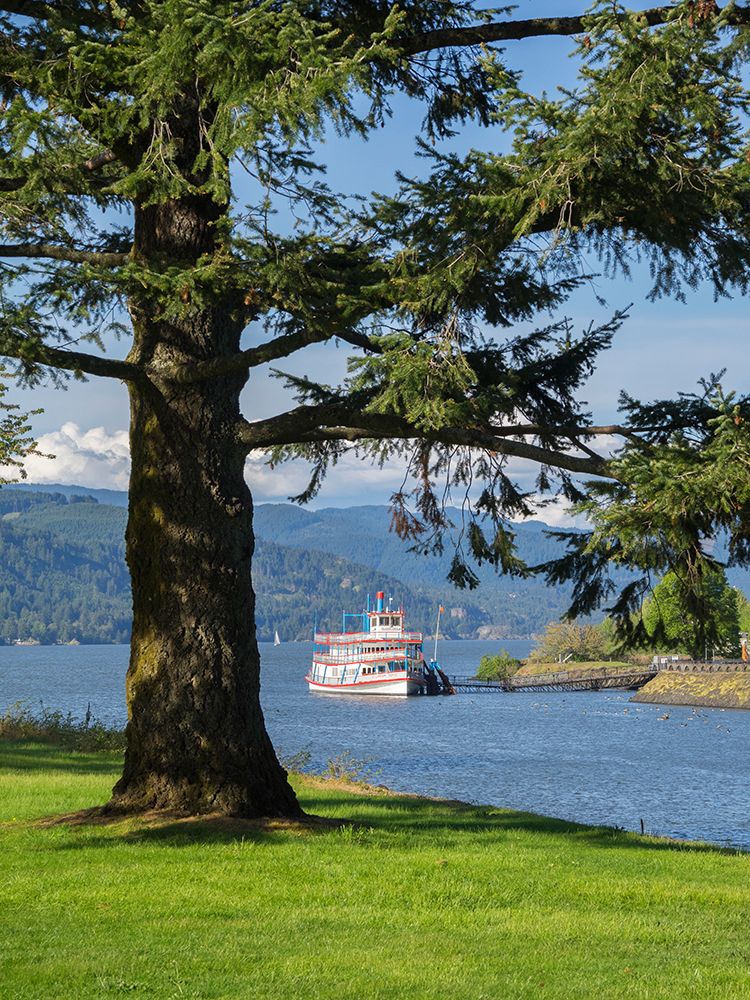 Oregon, USA. Columbia River Gorge, fir tree with the Columbia Gorge sternwheeler tour boat. art print by Jamie and Judy Wild for $57.95 CAD