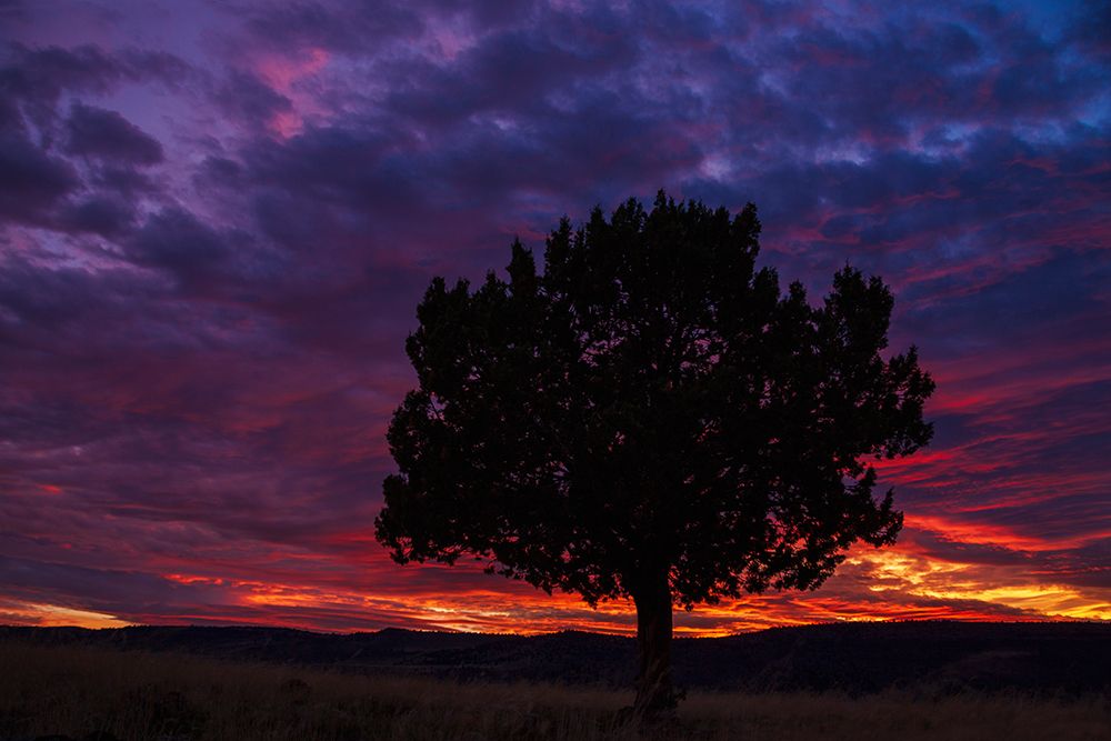USA-Oregon-high desert-juniper sunset art print by Ken Archer for $57.95 CAD