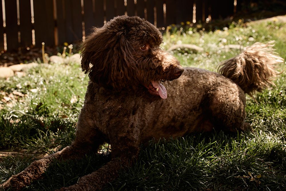 Labradoodle in backyard art print by Rick Brown for $57.95 CAD