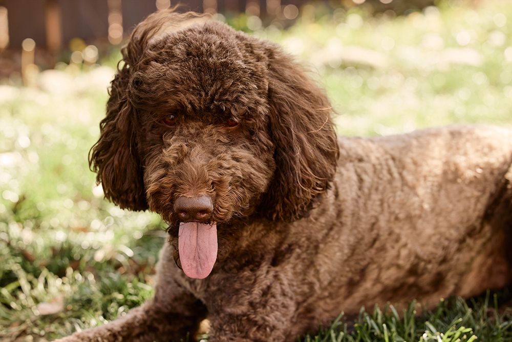 Labradoodle in backyard art print by Rick Brown for $57.95 CAD
