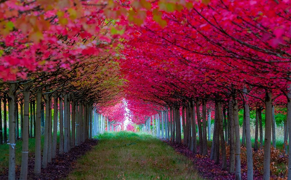 Oregon-Forest Grove A grove of trees in full autumn red art print by Richard Duval for $57.95 CAD