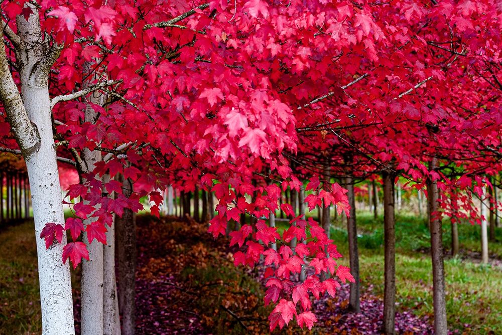 Oregon-Forest Grove A grove of trees in full autumn red art print by Richard Duval for $57.95 CAD