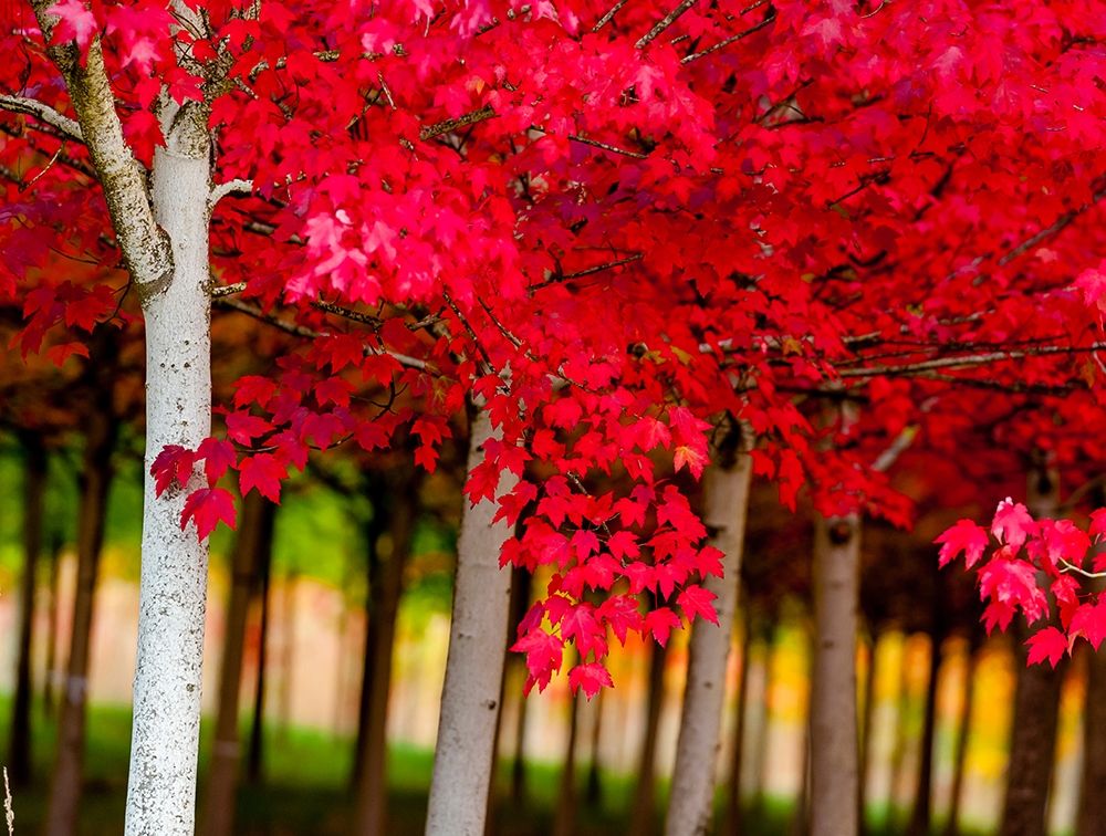 Oregon-Forest Grove A grove of trees in full autumn red art print by Richard Duval for $57.95 CAD