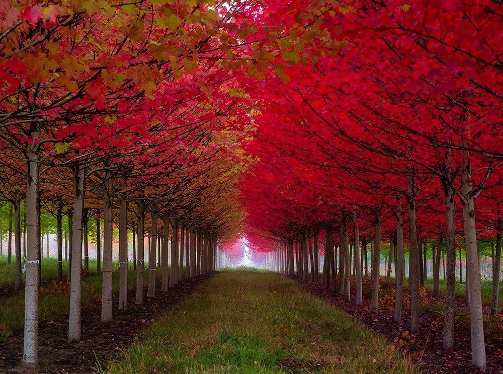 Oregon-Forest Grove A grove of trees in full autumn red art print by Richard Duval for $57.95 CAD