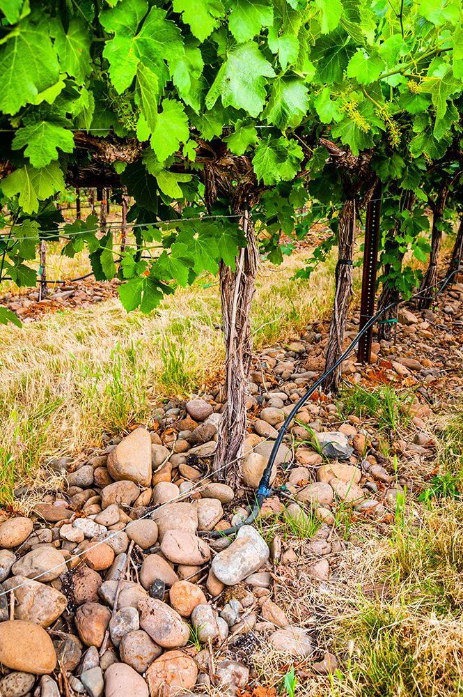 Oregon-Milton-Freewater Grapes in a vineyard art print by Richard Duval for $57.95 CAD