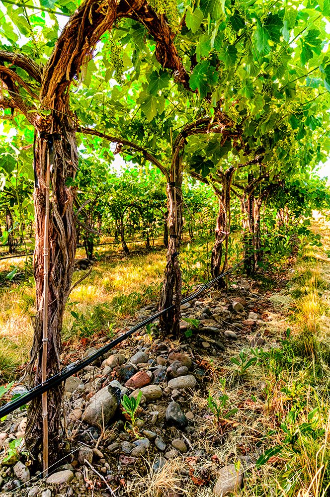 Oregon-Milton-Freewater Grapes in a vineyard art print by Richard Duval for $57.95 CAD