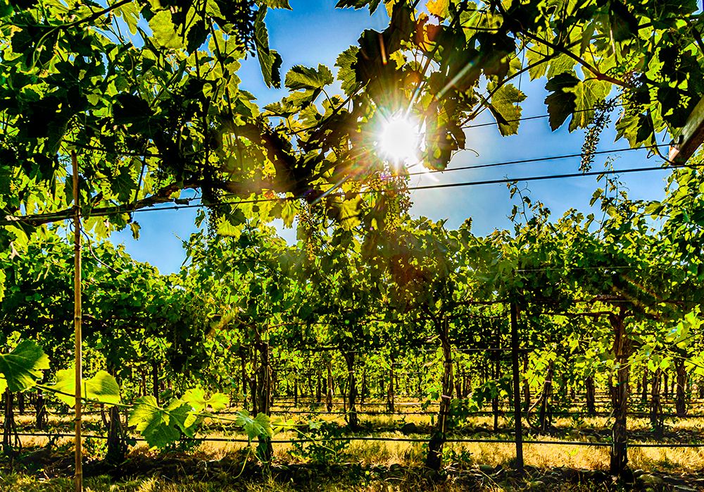 Oregon-Milton-Freewater Grapes in a vineyard art print by Richard Duval for $57.95 CAD