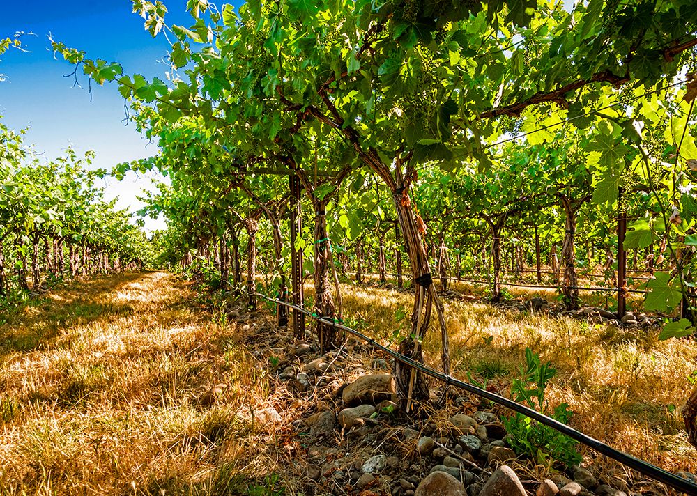 Oregon-Milton-Freewater Grapes in a vineyard art print by Richard Duval for $57.95 CAD